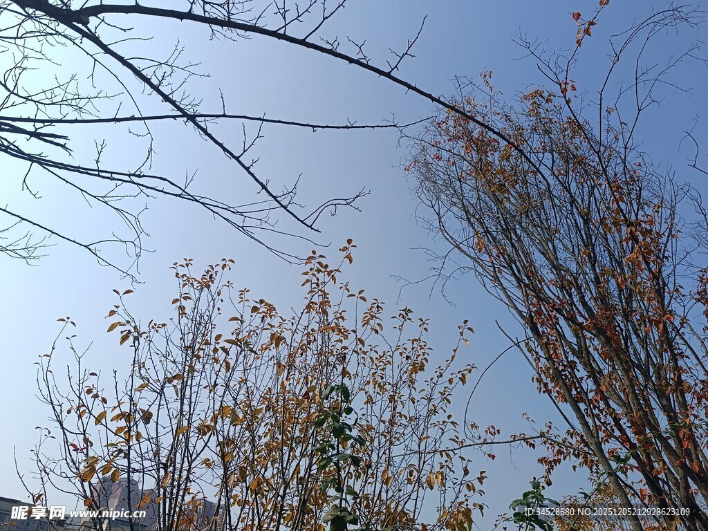 冬日树枝与稀疏黄叶景象