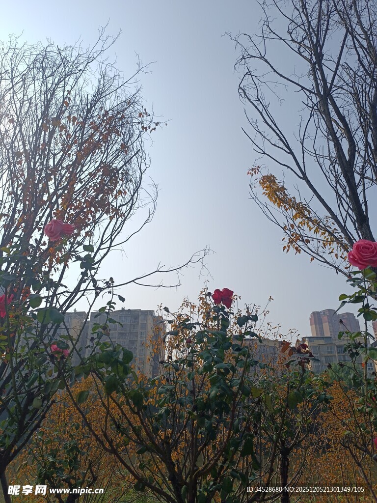 冬日枯树旁绽放的红花