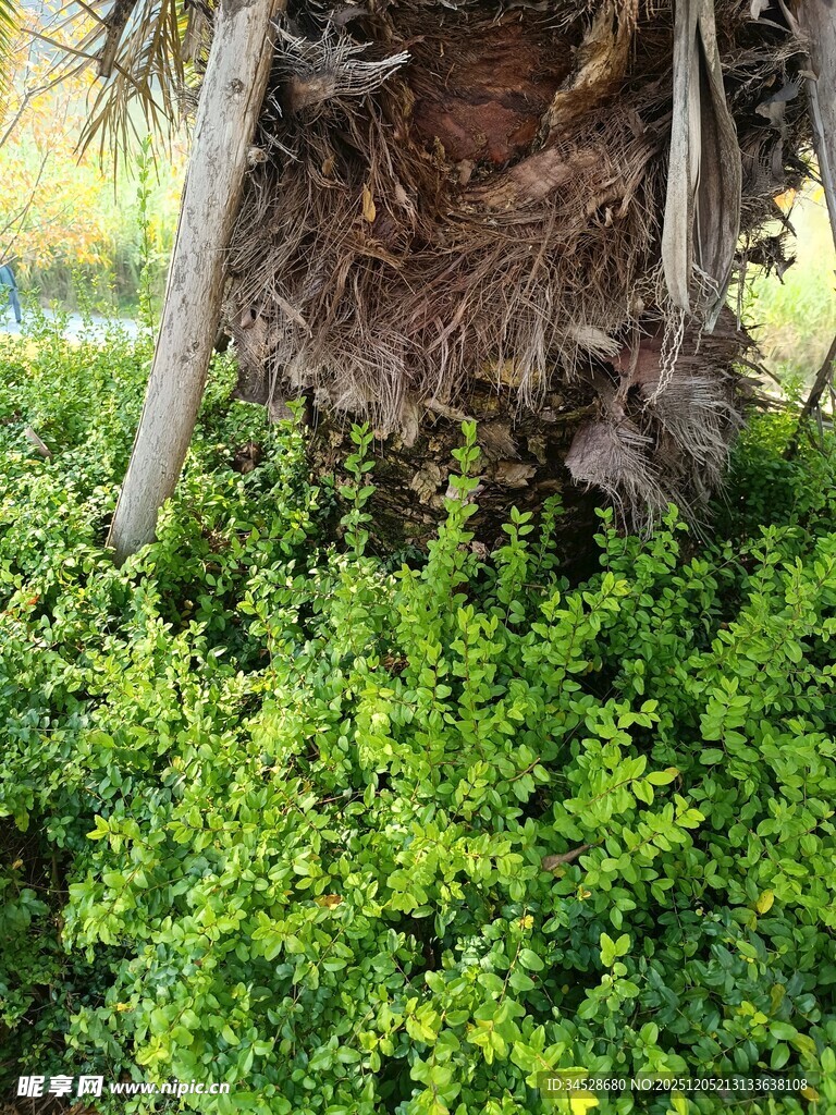 树下翠绿植物生机盎然