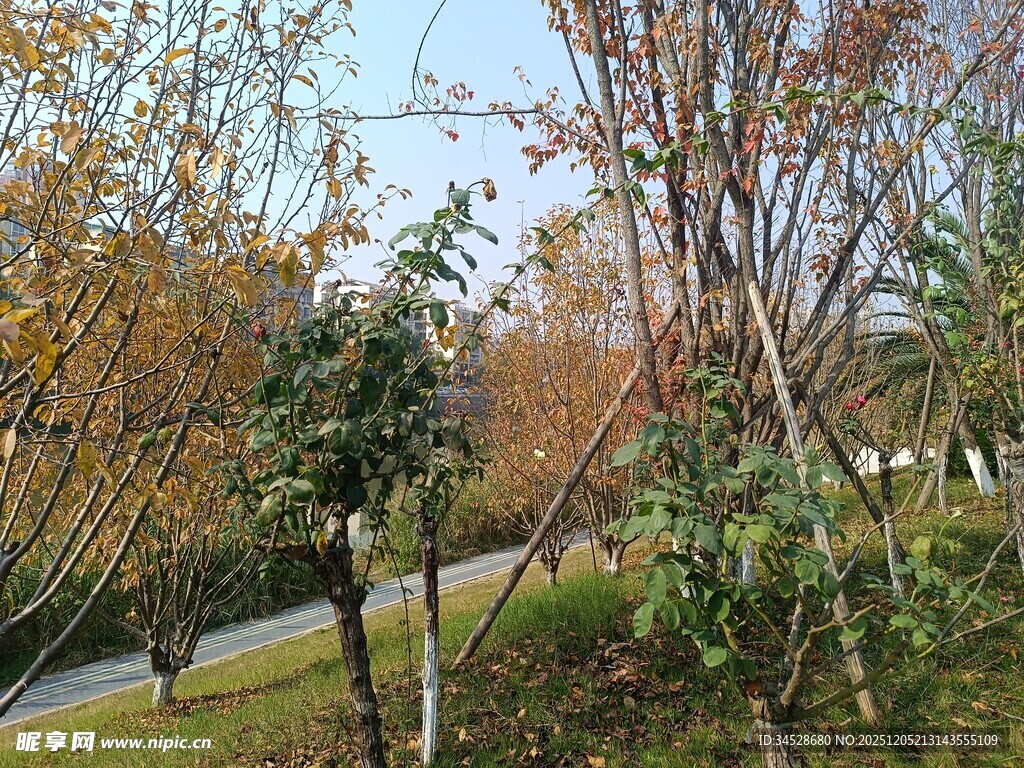 秋日路边多彩树木景观