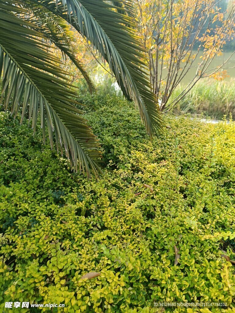 阳光照耀下的绿植与棕榈叶