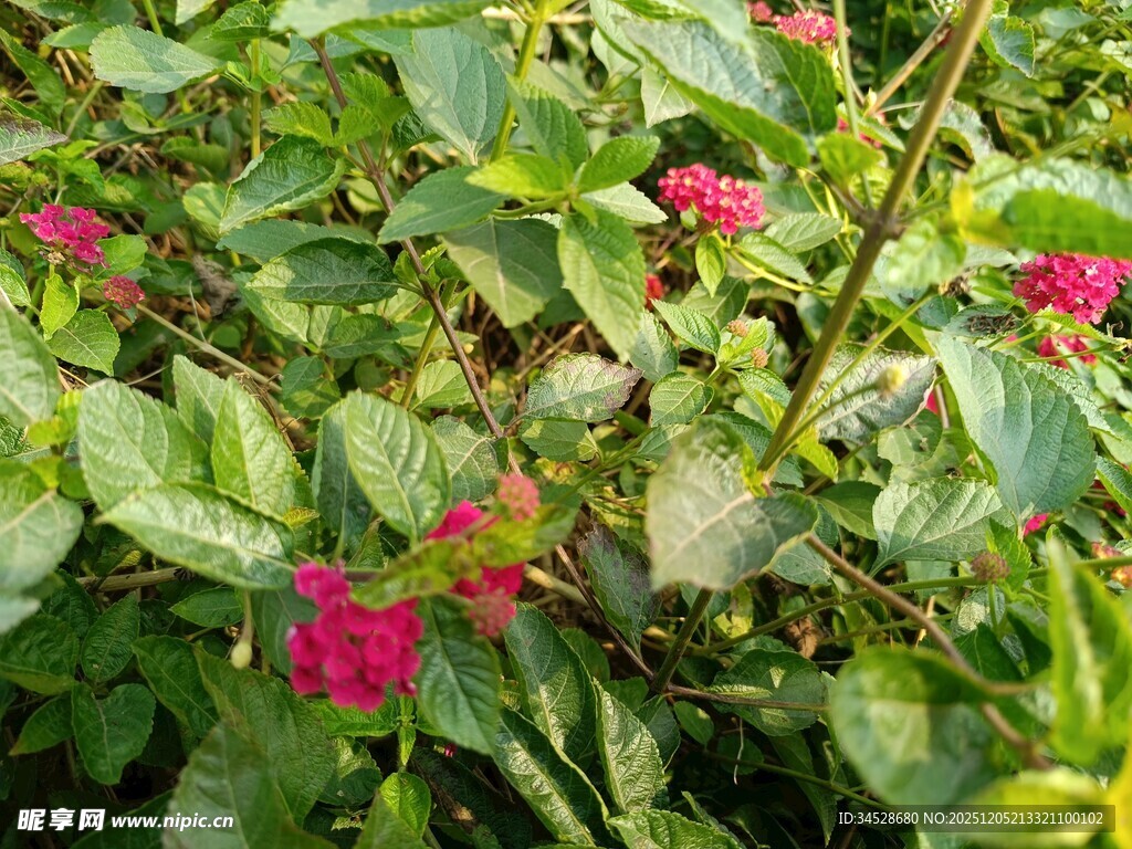 绿叶丛中绽放的娇艳花朵