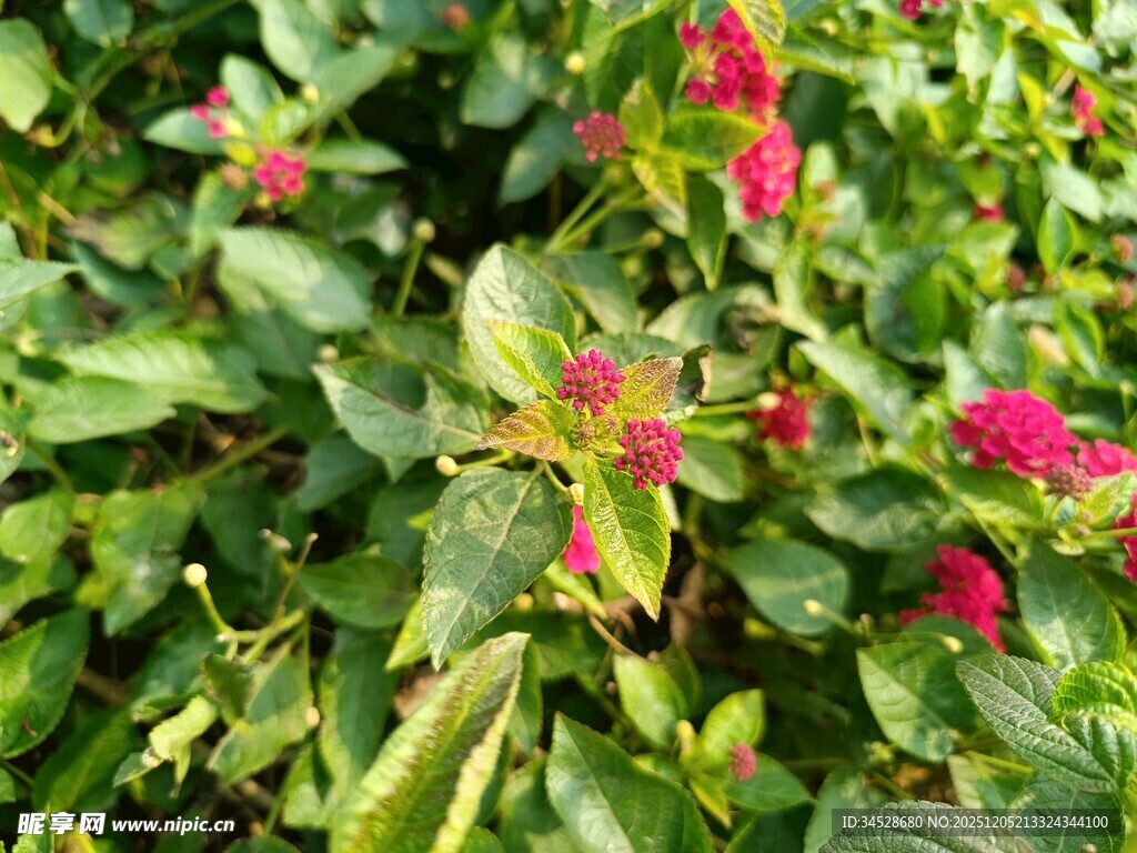 绿叶丛中绽放的娇艳红花