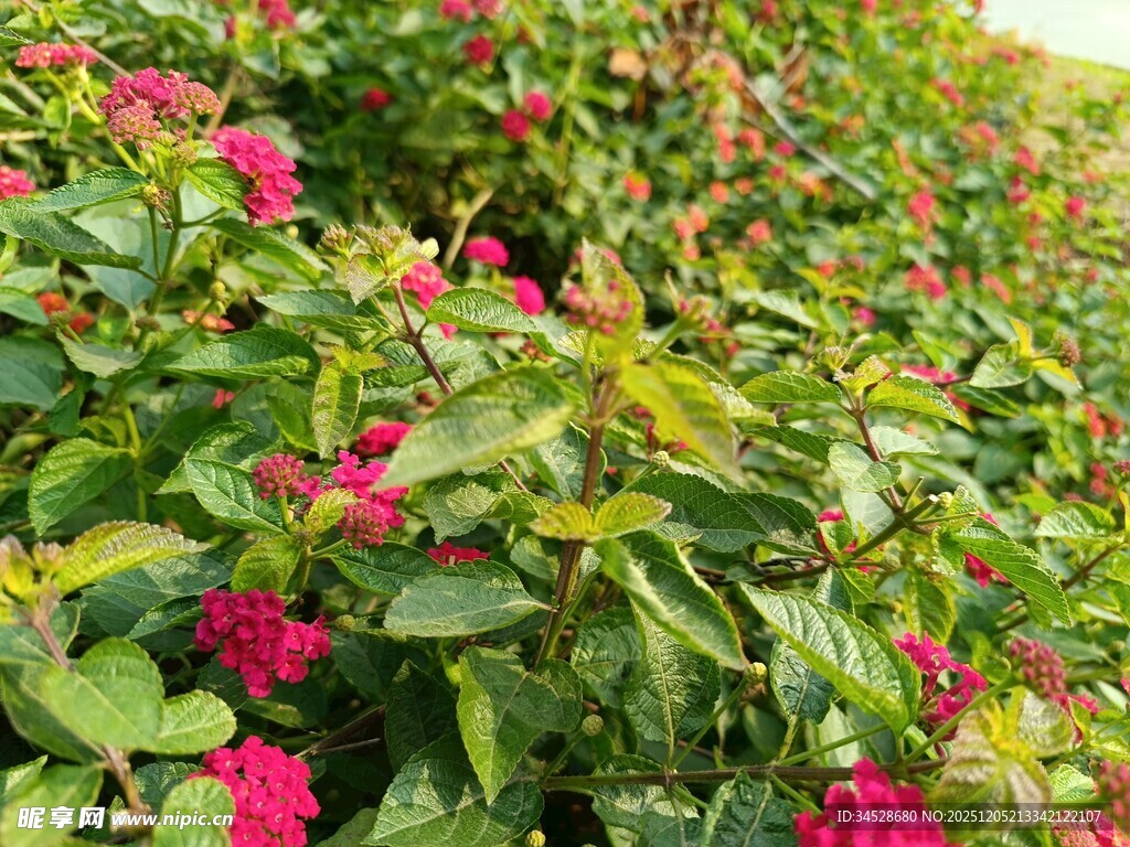 艳丽三角梅绽放绿意间