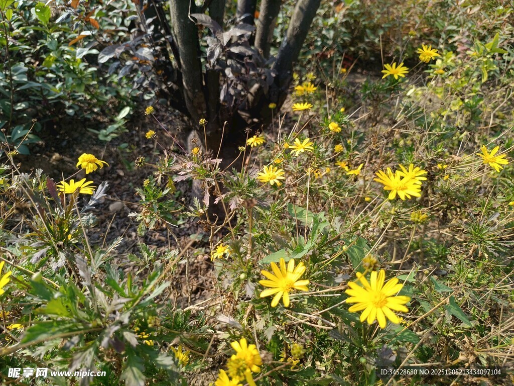 野外绽放的黄色小花