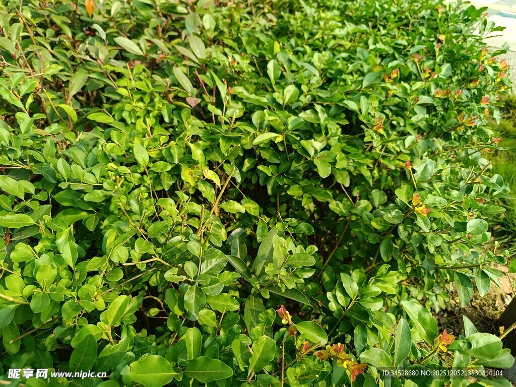 繁茂绿植景观