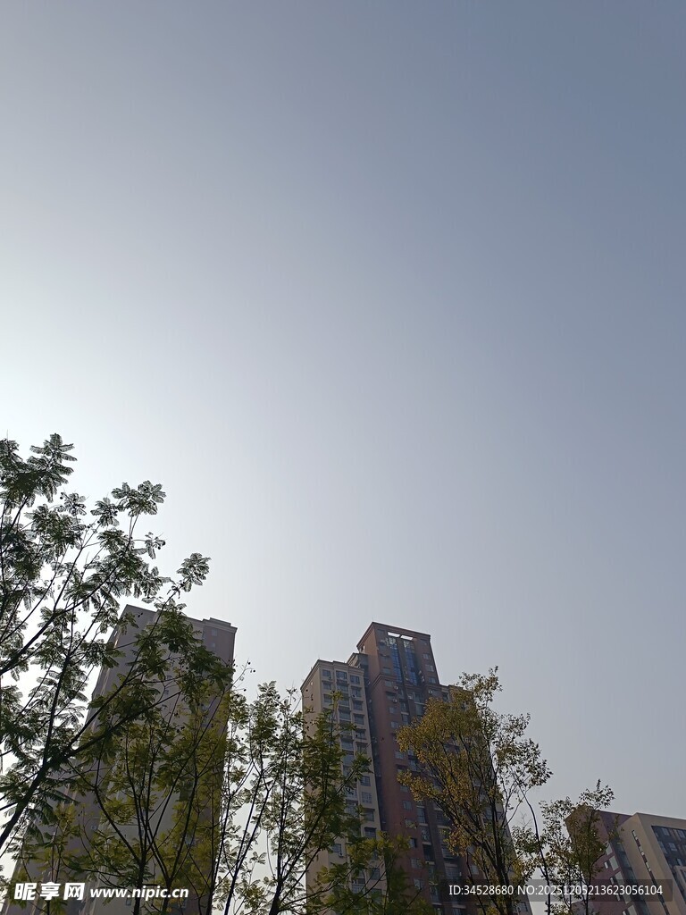 阳光下的高楼与绿树