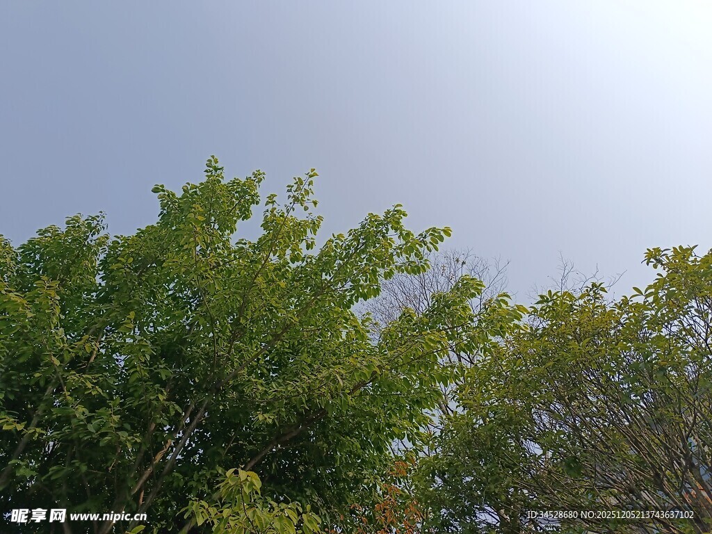 阳光下的葱郁绿树