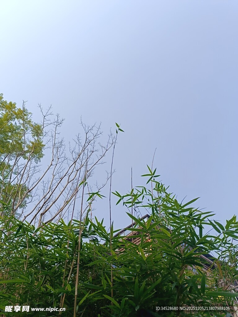 蓝天之下的绿植景观