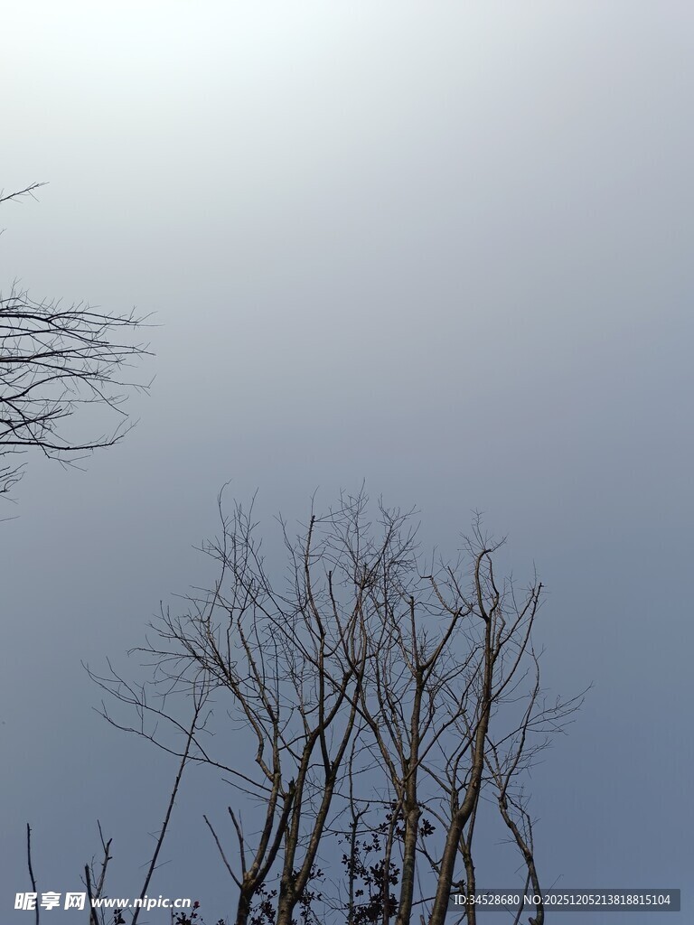 冬日枯树与明朗天空