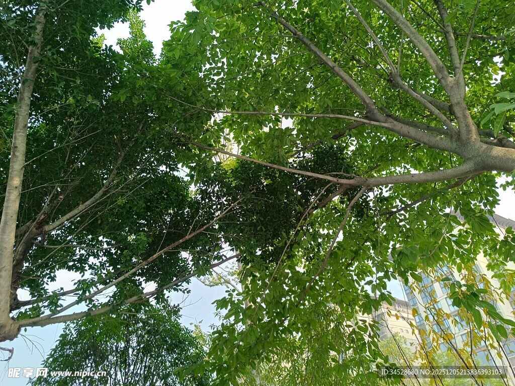 仰视繁茂绿树景观