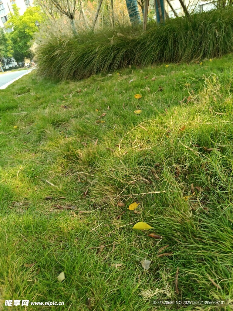 阳光下的翠绿草地