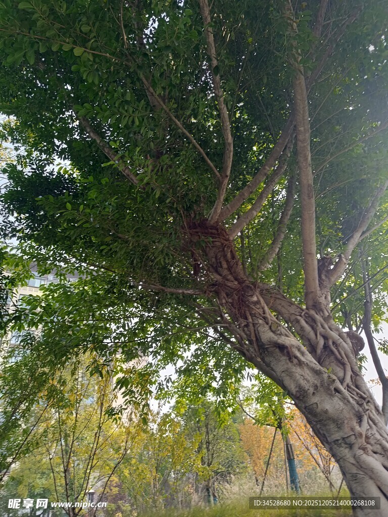 树枝上的神秘栖息物