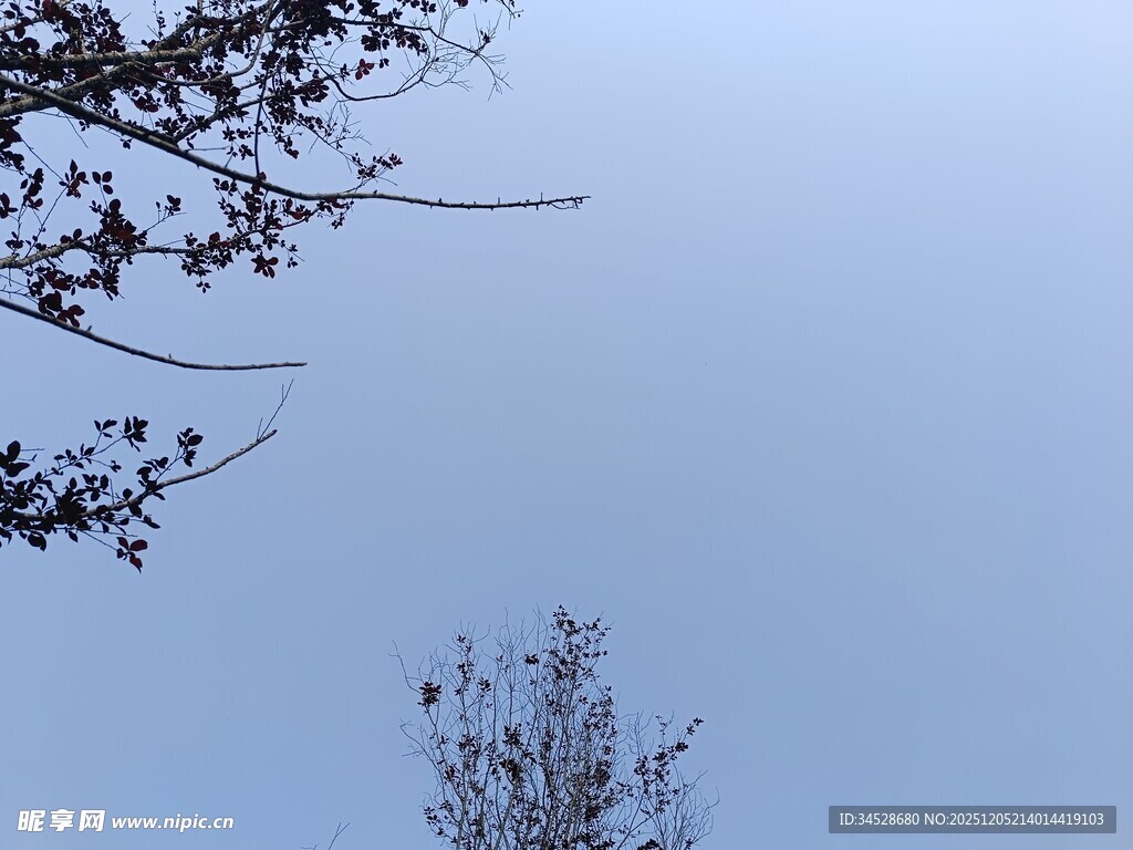天空下的树枝与树梢