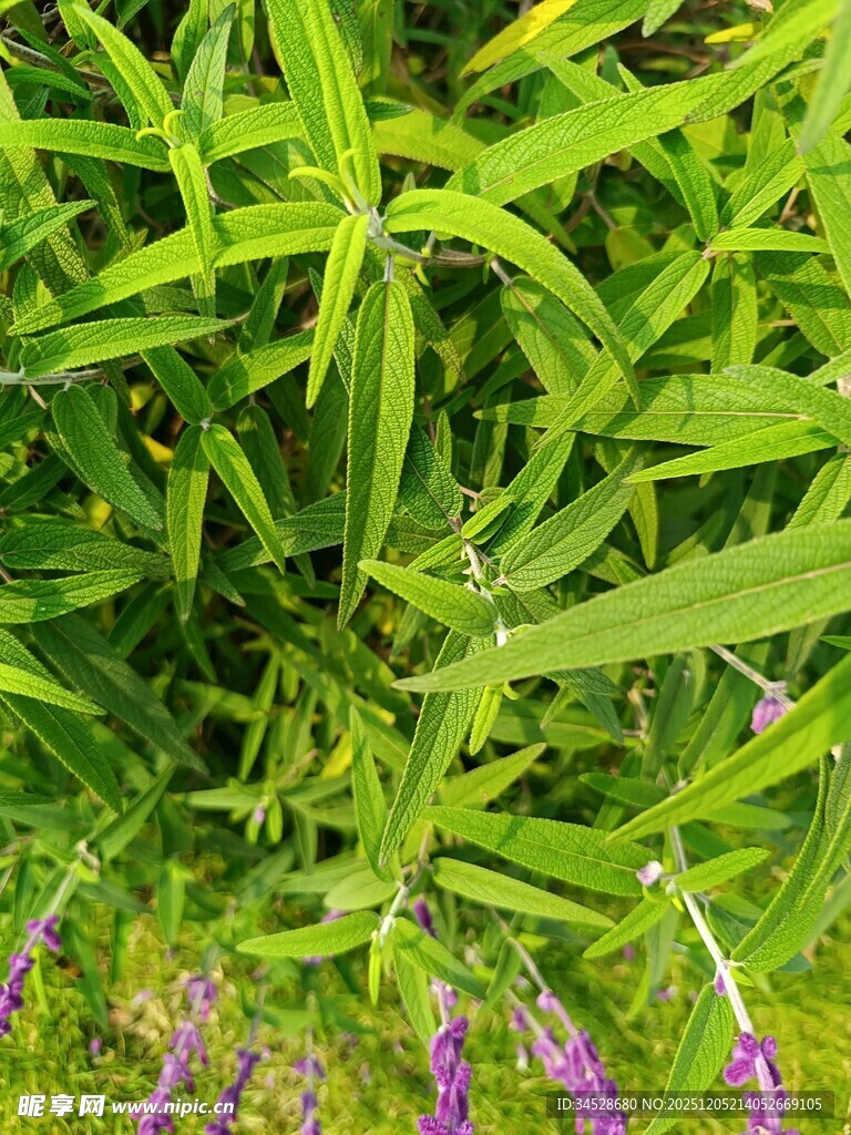 翠绿草丛中的紫色小花