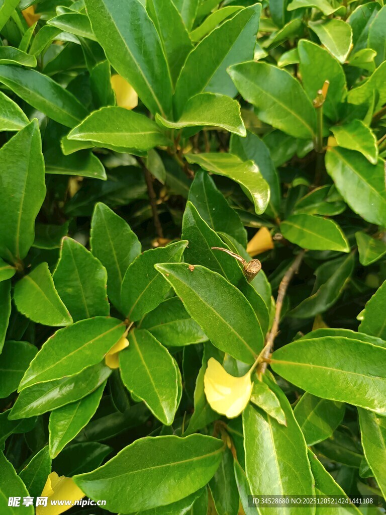 翠绿叶片间的黄色果实