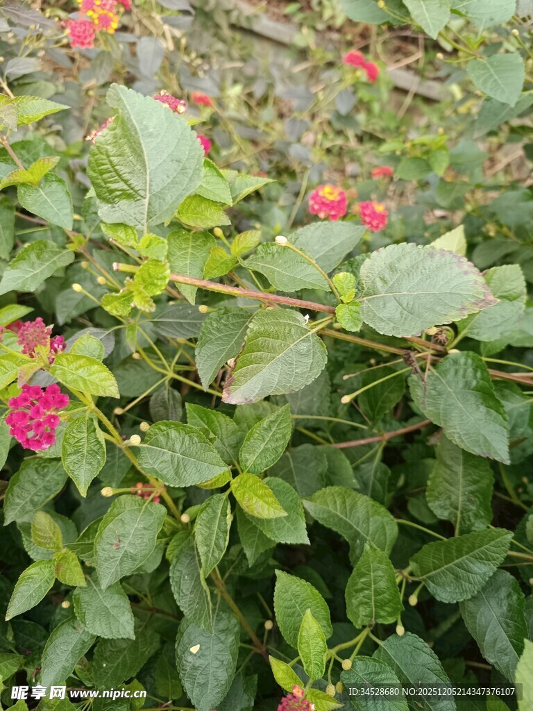 绿叶丛中绽放的娇艳花朵