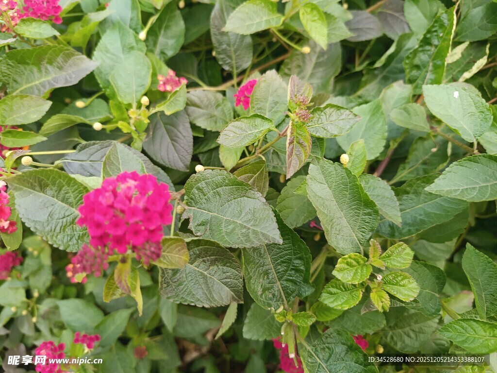 娇艳玫红花朵点缀绿叶间