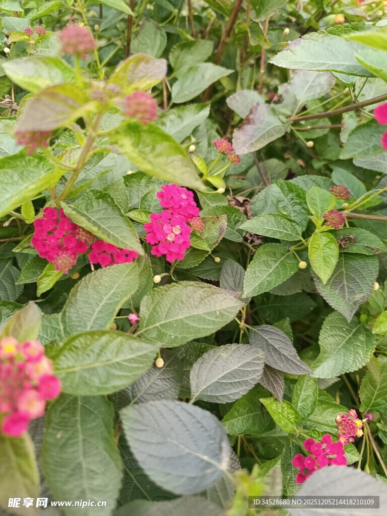 绿叶丛中绽放的娇艳花朵