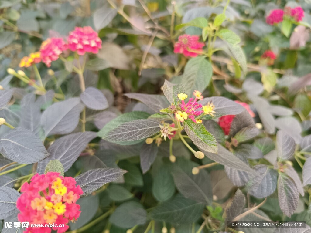 娇艳多彩马缨丹花卉