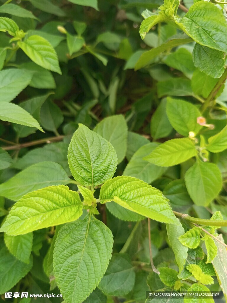 翠绿叶片植物特写