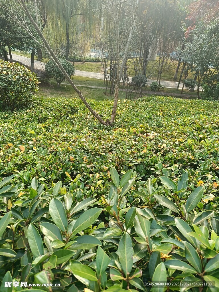 绿意盎然的植物景观