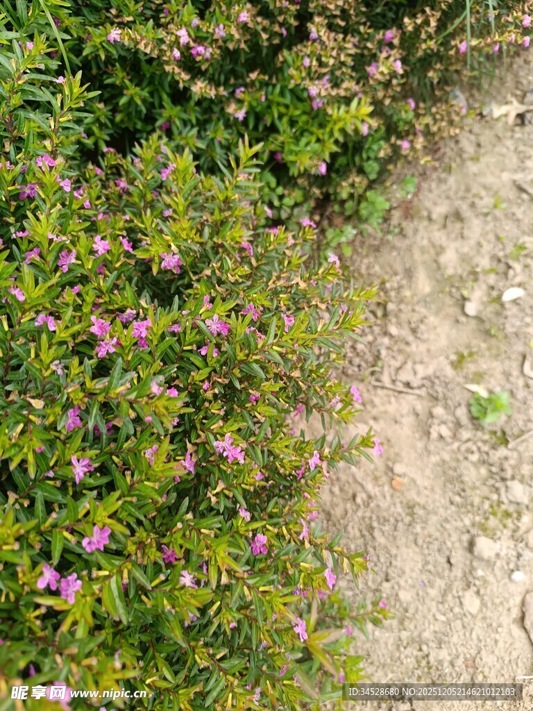 小径边绽放的紫色小花