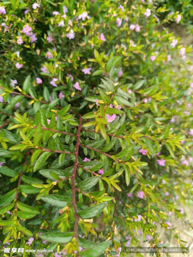 绿叶间的粉色小花