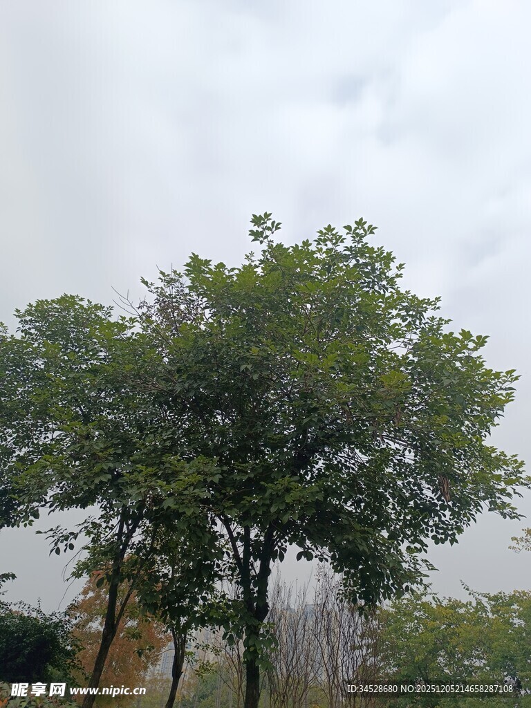 户外绿树与阴沉天空景象