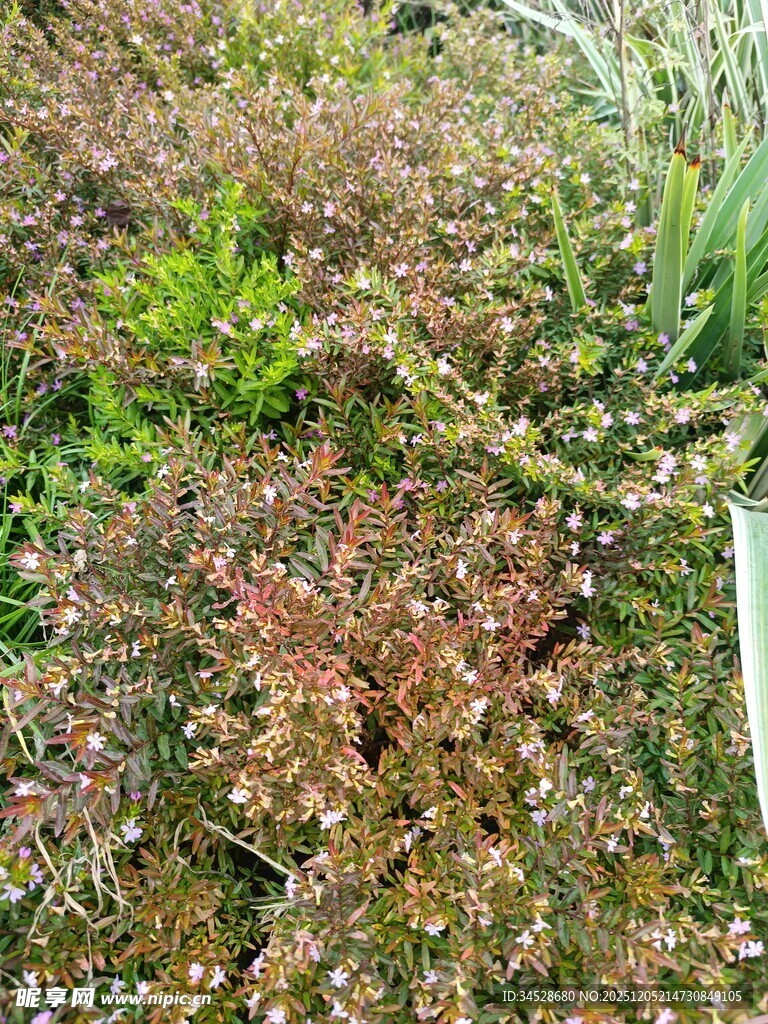 多彩繁茂的地面植物景观