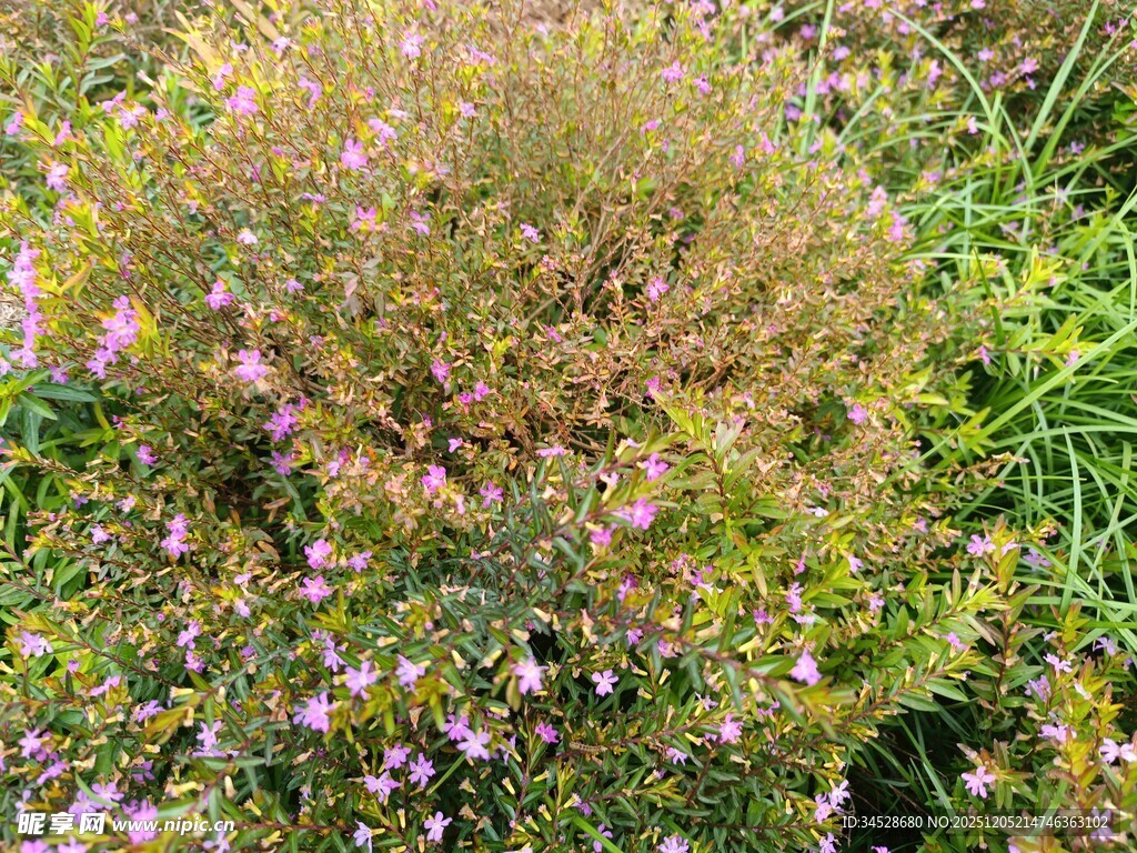 紫色小花点缀的繁茂绿植
