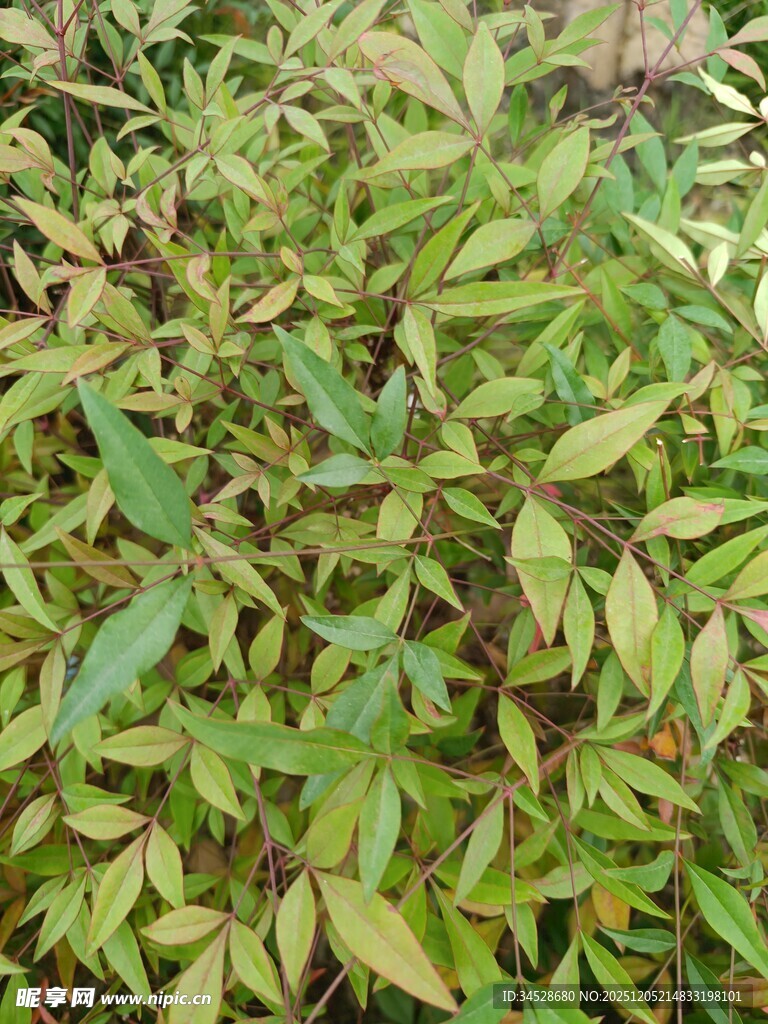 翠绿繁茂的植物叶片