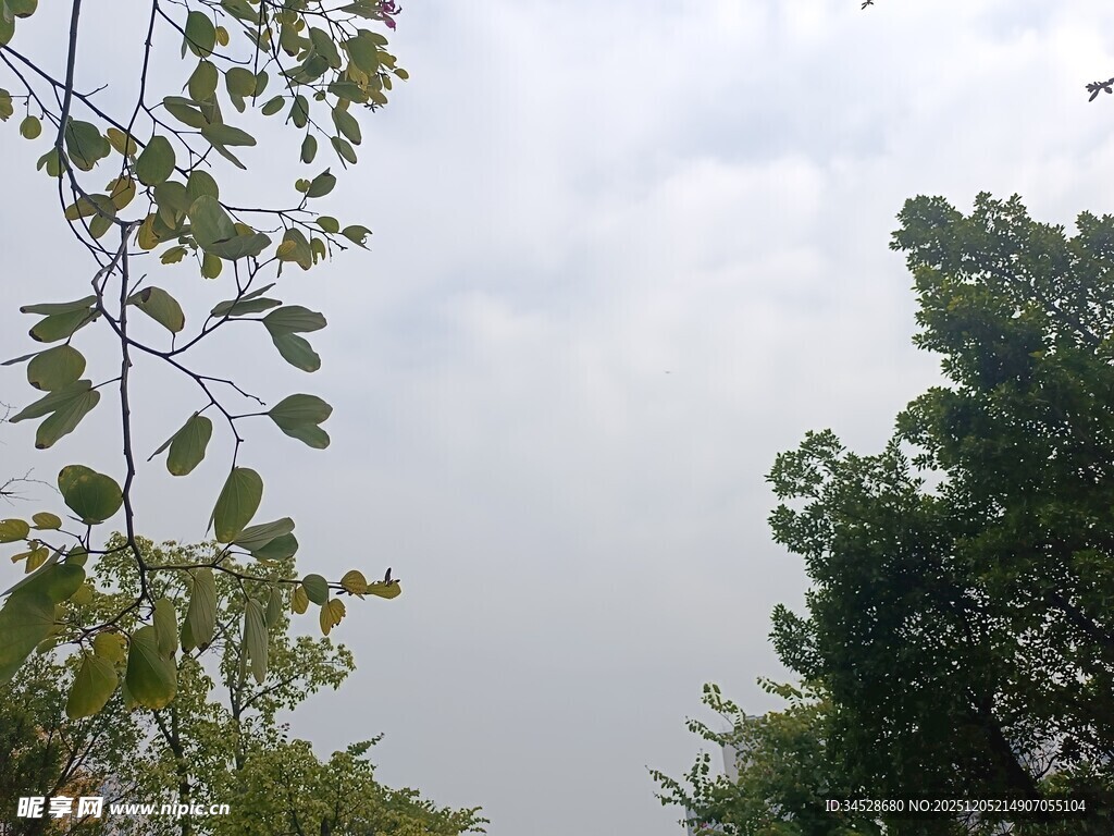 仰视绿树与天空景象