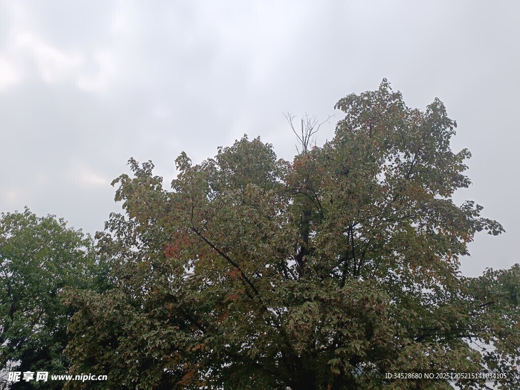 天空下的繁茂绿树