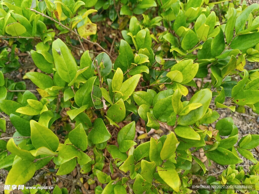 翠绿繁茂的绿叶植物