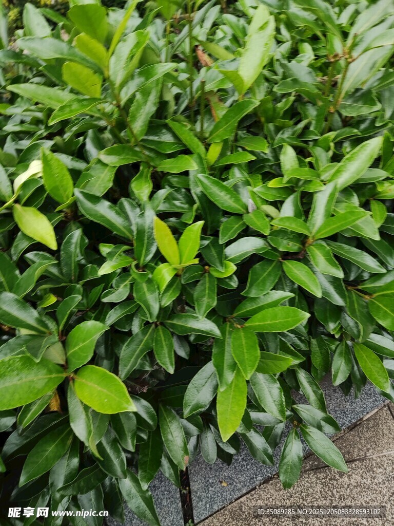 翠绿繁茂的绿植景观