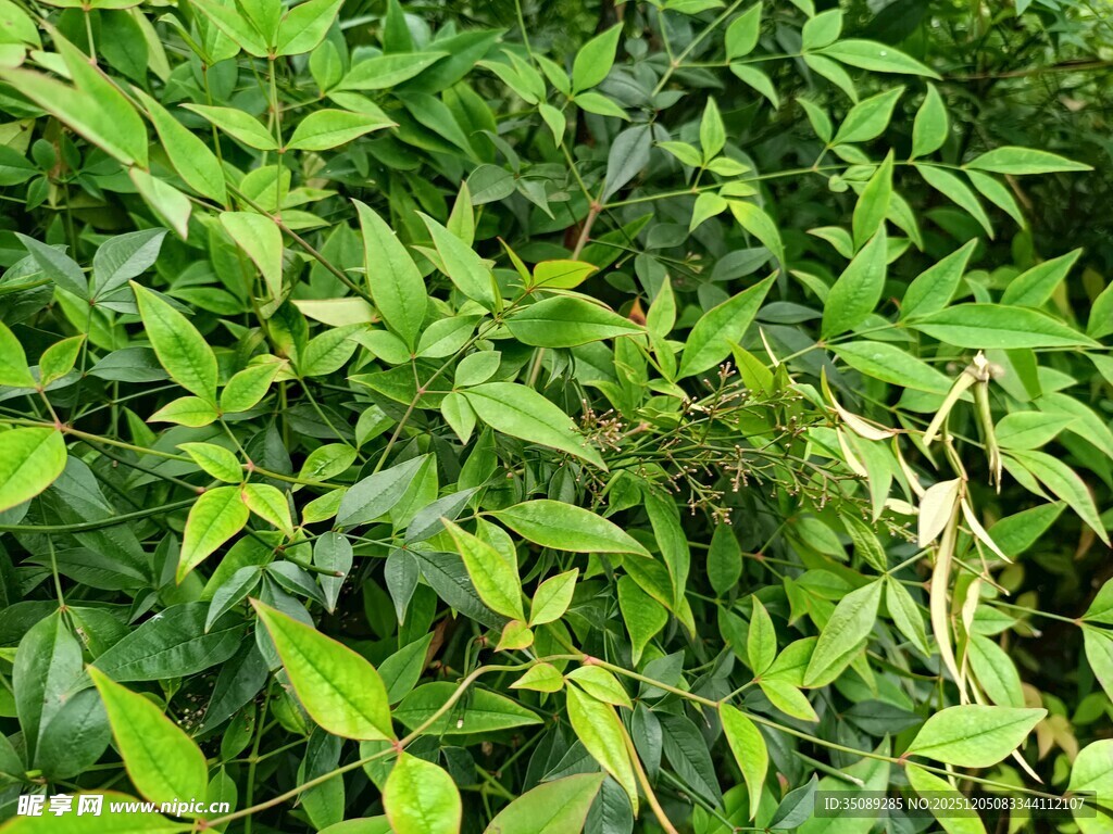 翠绿繁茂的植物叶片