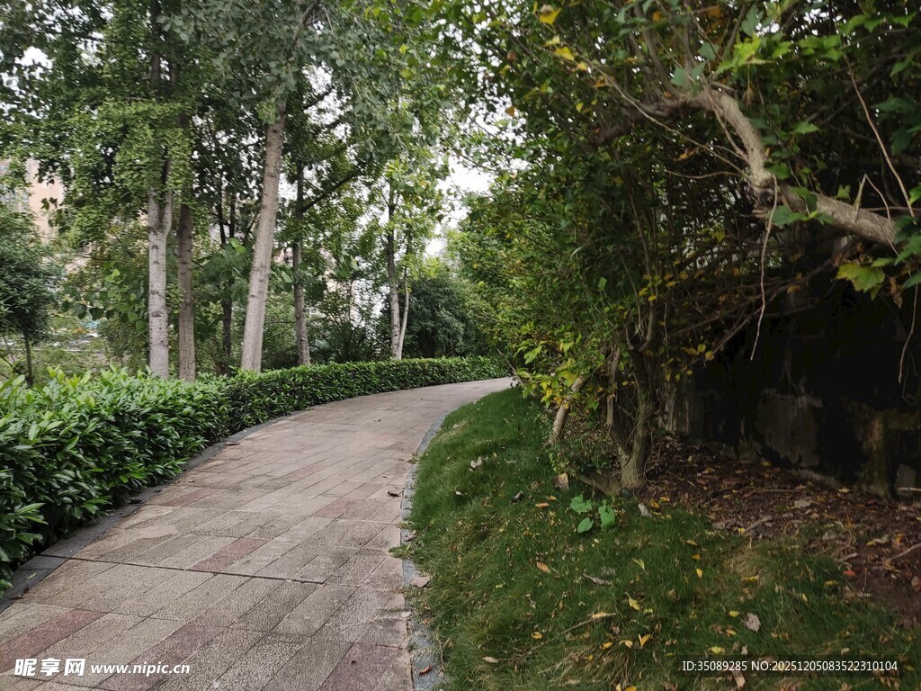 林间幽静小径绿意环绕