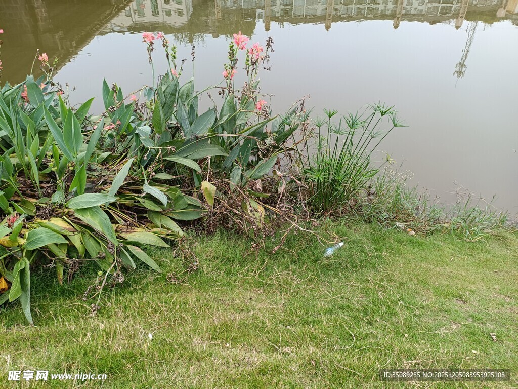 湖畔绿植景观