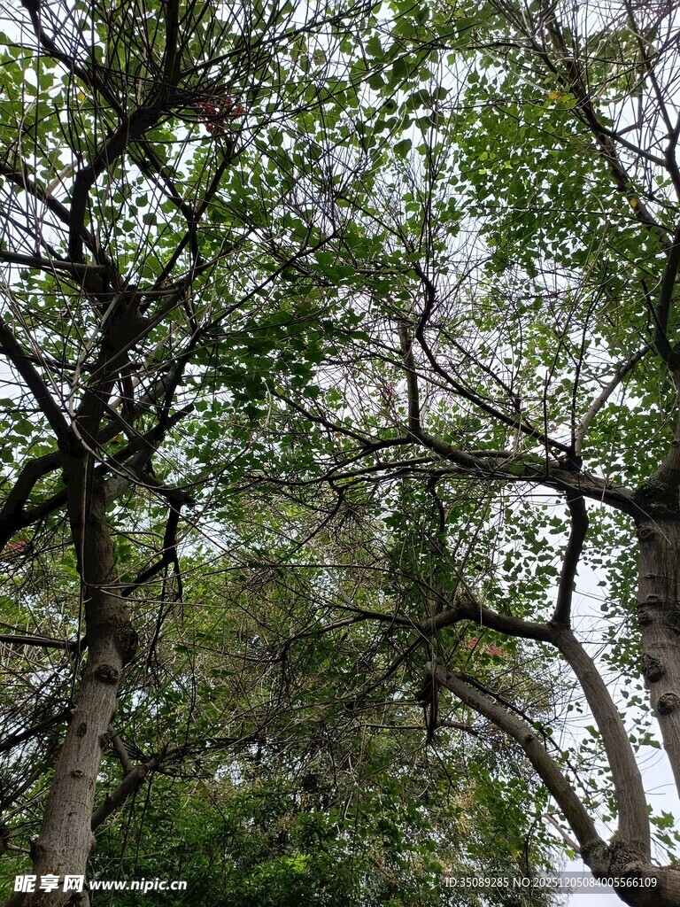 仰视繁茂树枝与绿叶