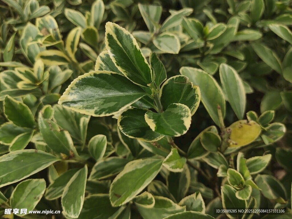 金边绿叶植物特写