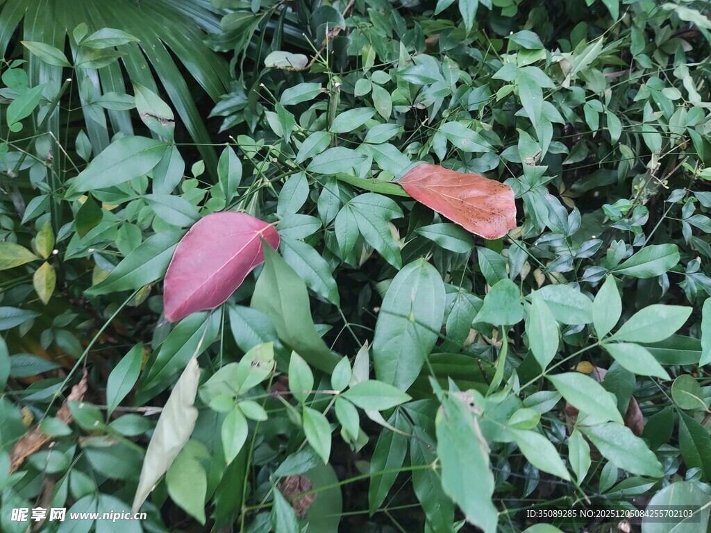 绿叶丛中的艳丽红掌