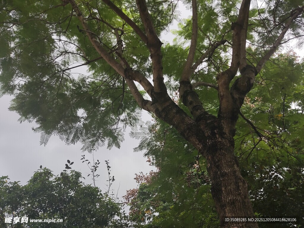 繁茂大树展现自然生机