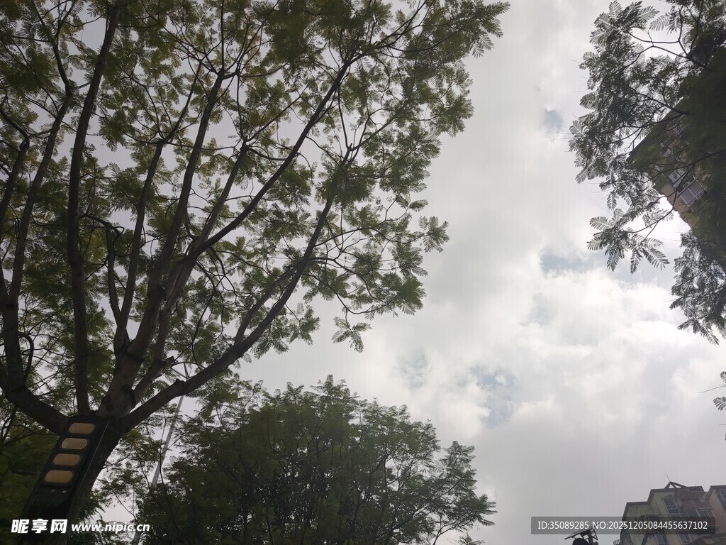 仰视树冠与多云天空