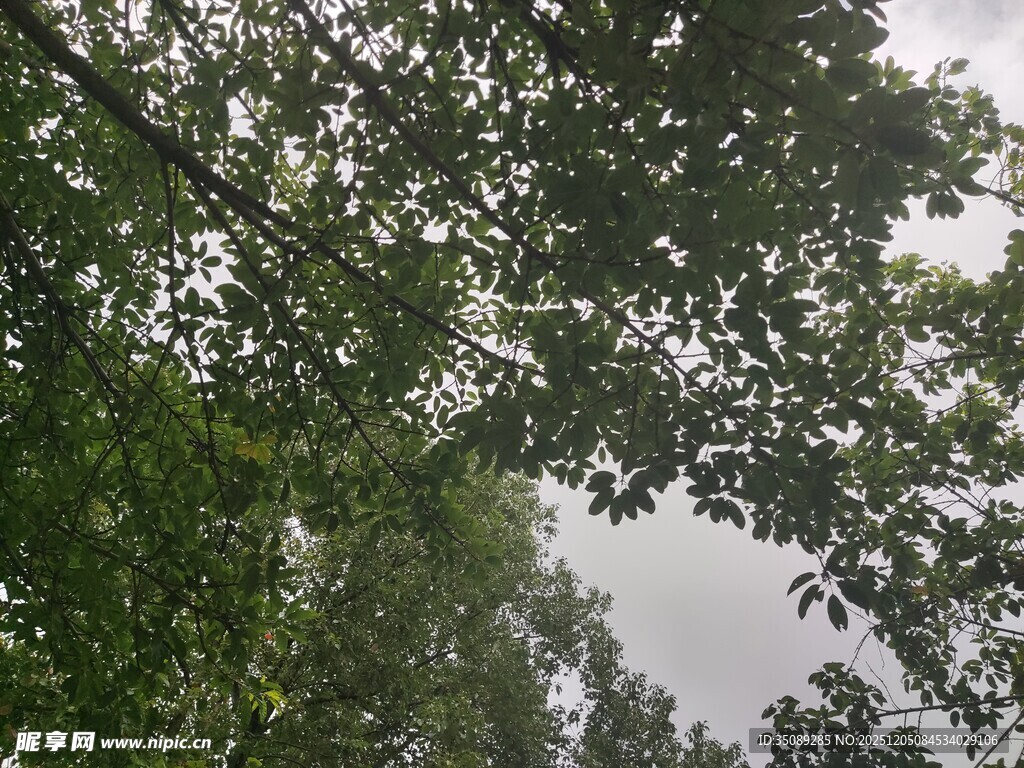 仰视茂密枝叶的树冠