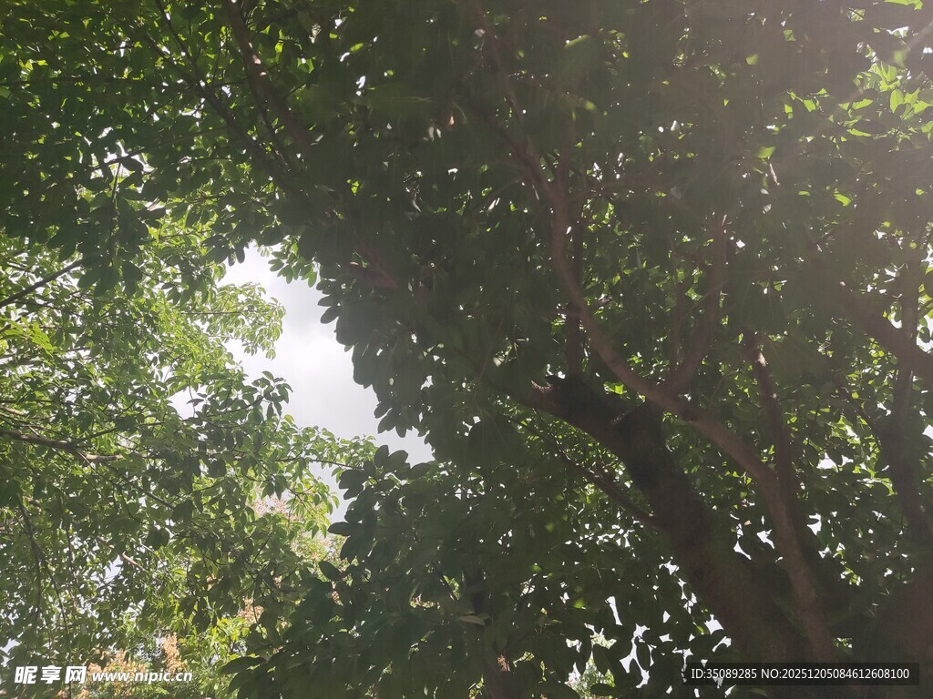 透过枝叶见阳光