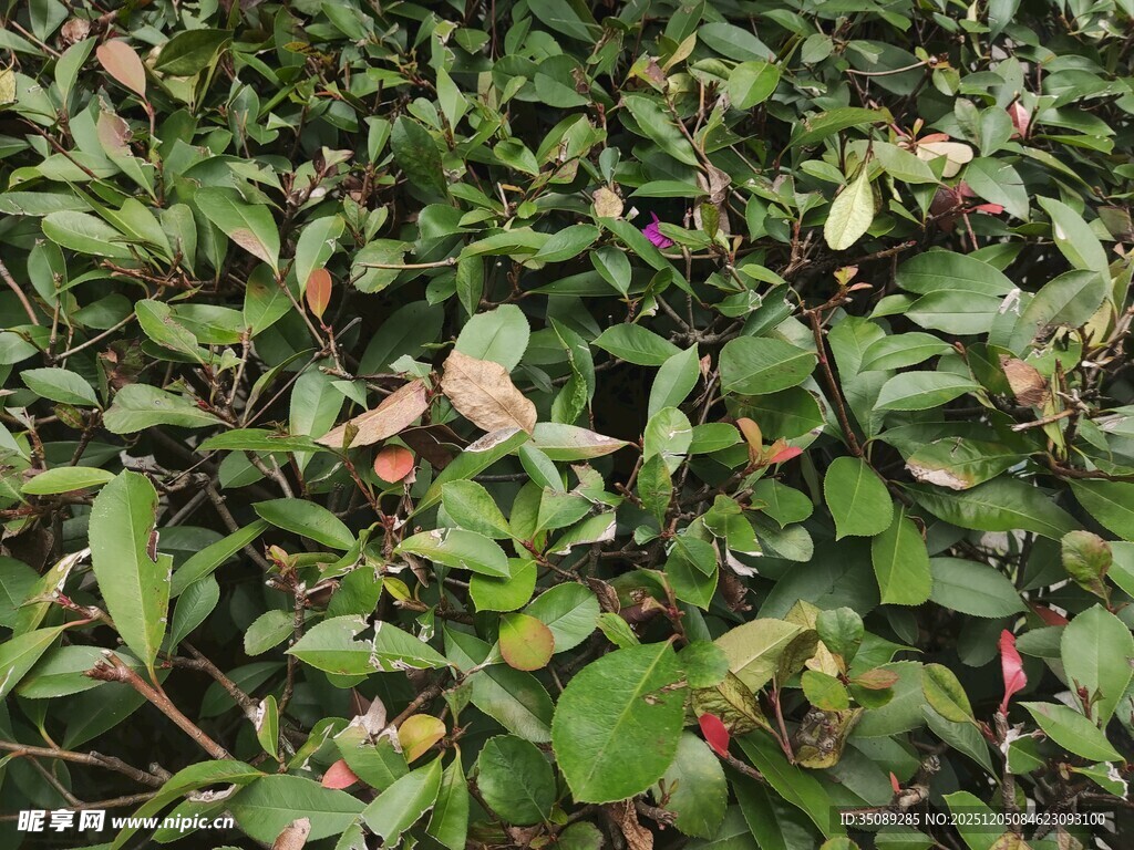 绿叶繁茂的植物景观