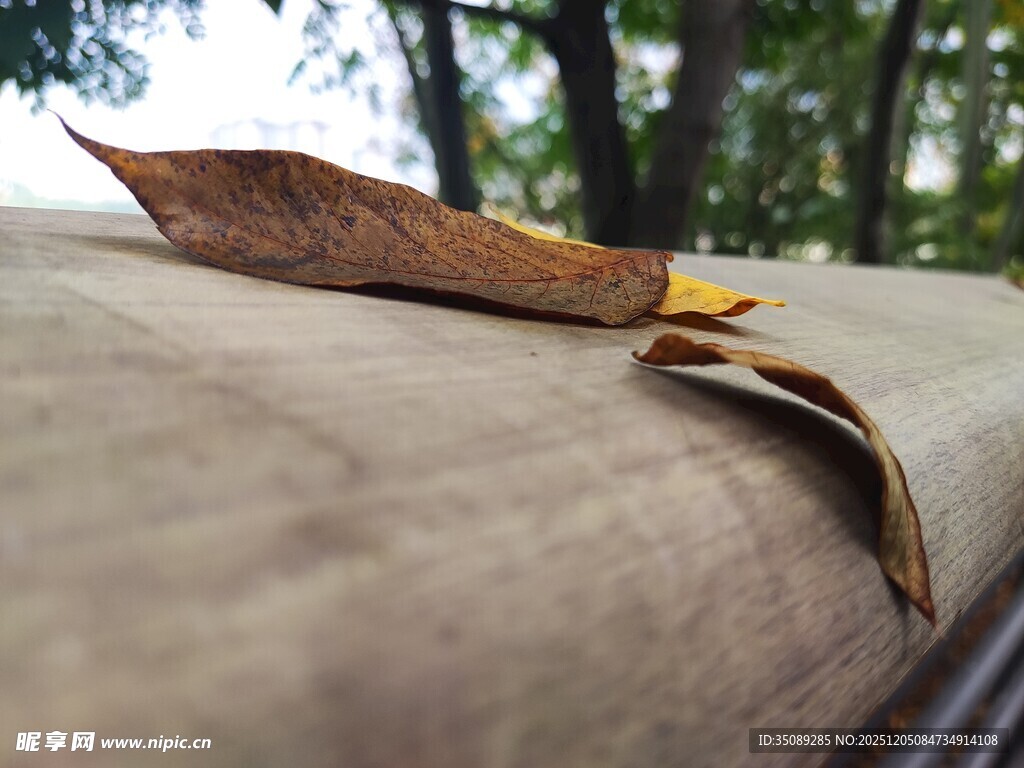 枯叶置于木质表面