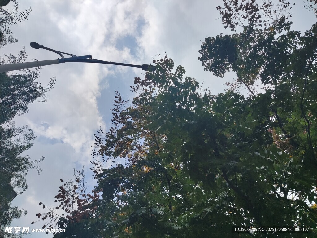 林间树梢上的蓝天白云