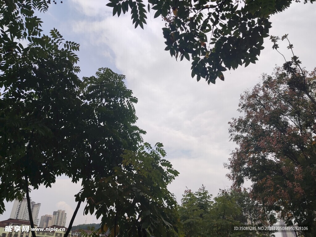 夏日林间树梢天空景致